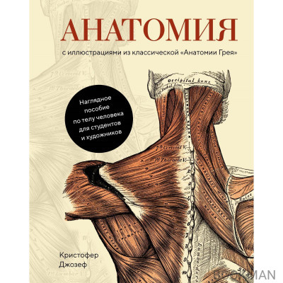 Анатомия