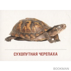 Домашние питомцы. 16 раздаточных карточек со словами на русском и английском языках на обороте